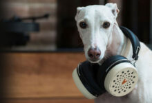 Foto © Tejada House S.L. | Palma DHS-10 Convertible Headphones
